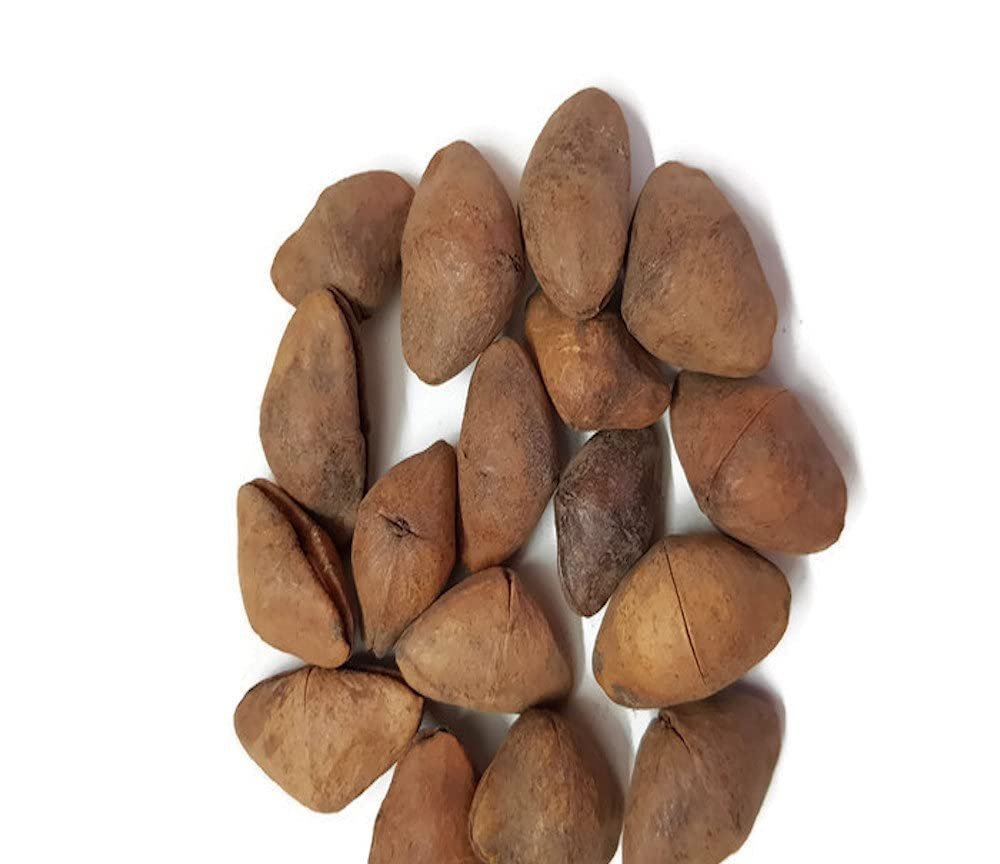 पीला कनेर Thevetia neriifolia juss