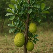 पनश Artocarpus integrifolia (Linn)