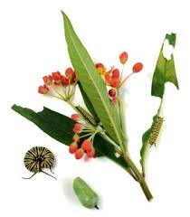 काकनासा Asclepias  curassavica (Linn)