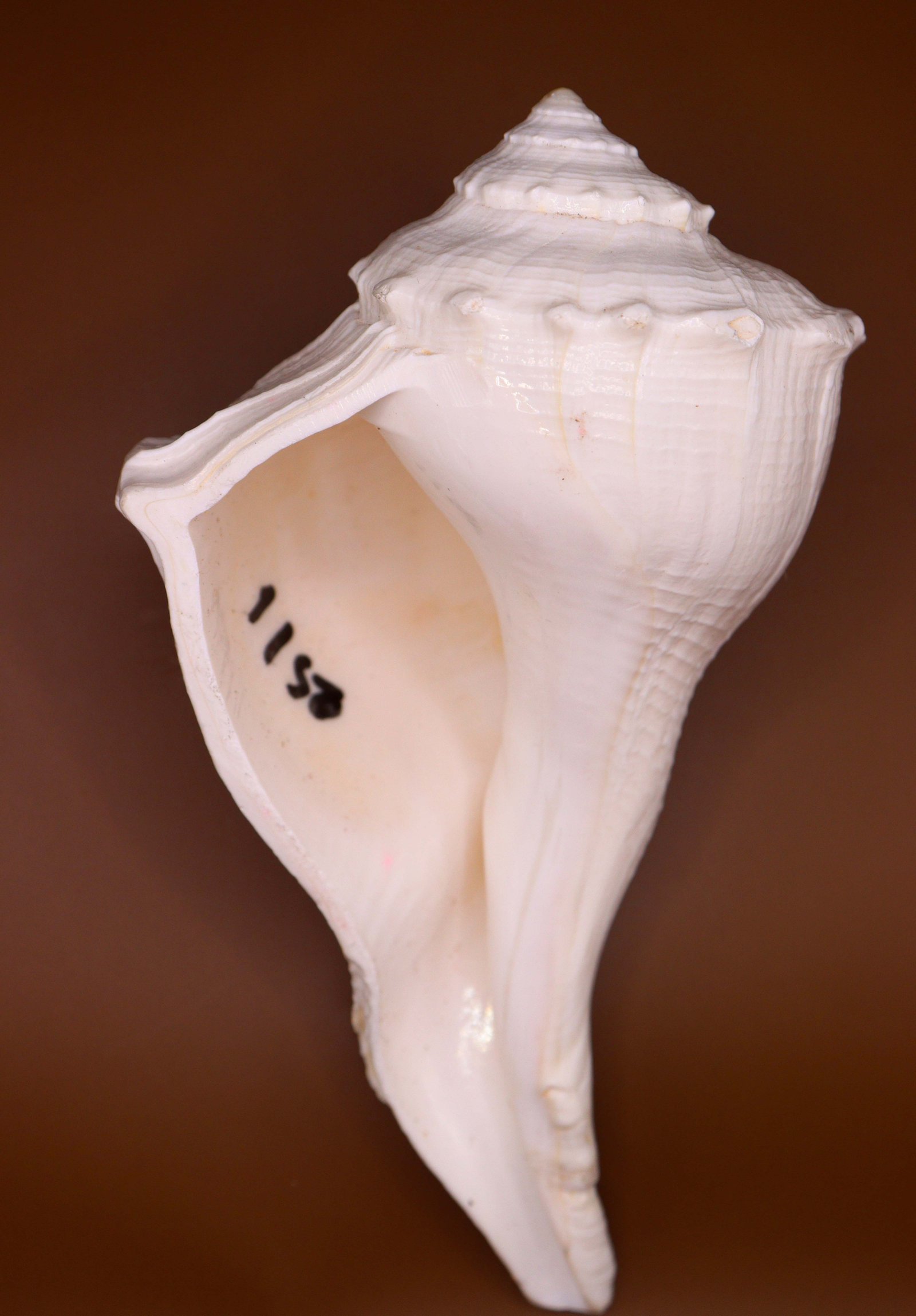 दक्षिणावर्ती शंख